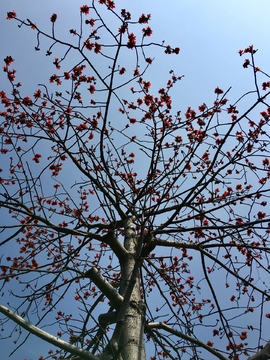 木棉花树