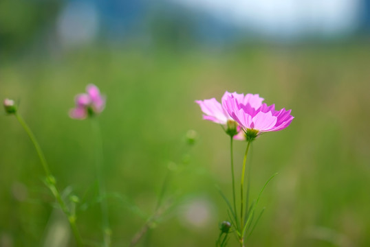 波斯菊