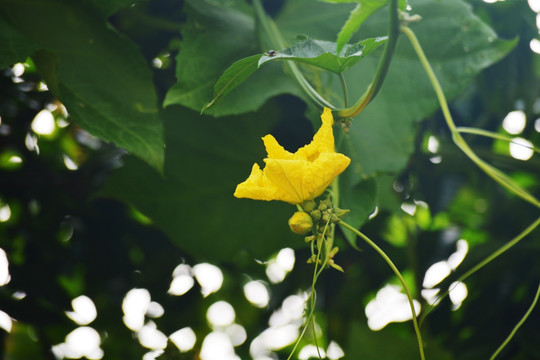 丝瓜花