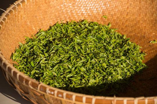 龙井 新鲜采摘的龙井茶 绿茶