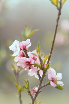 桃花