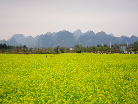 窑头油菜花