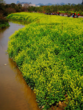 油菜花