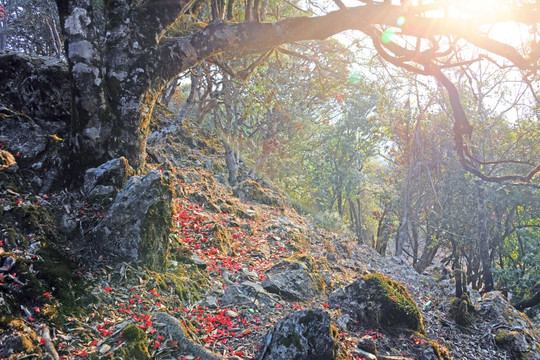 永德大雪山 杜鹃花