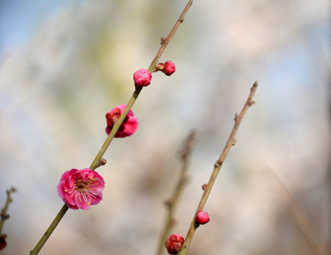 梅花