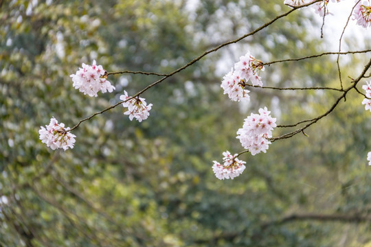 白色樱花