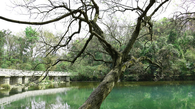 绿水树干