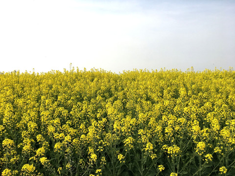 油菜花