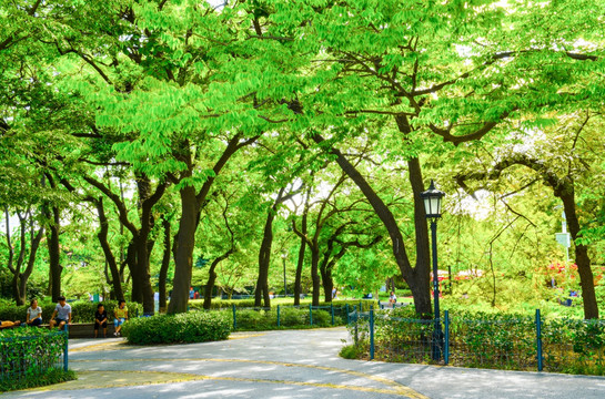 青岛中山公园 树林风景