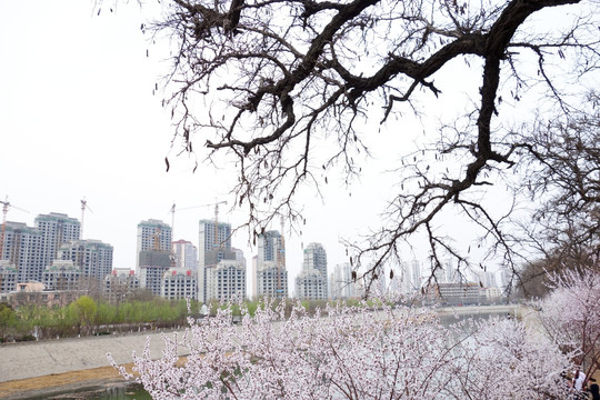 天津桃花堤 桃花园