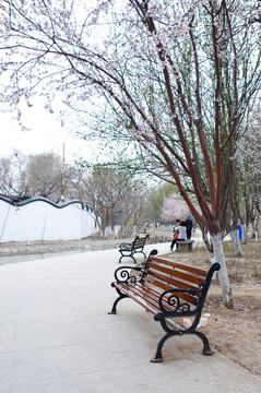 天津桃花园 桃花堤