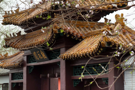 天津桃花堤 桃花园