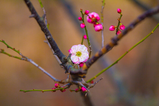 梅花