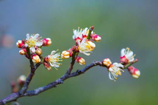 梅花