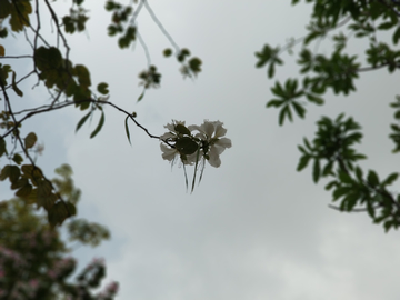 树上盛开的花朵