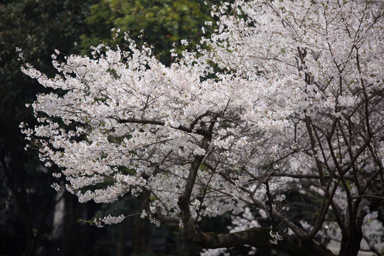 樱花