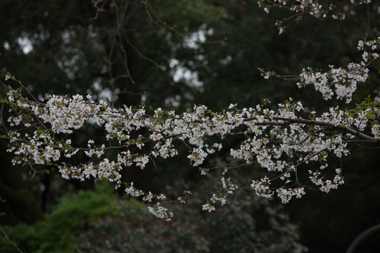 樱花