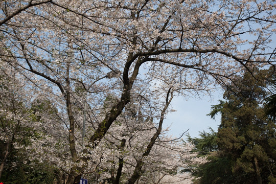 樱花