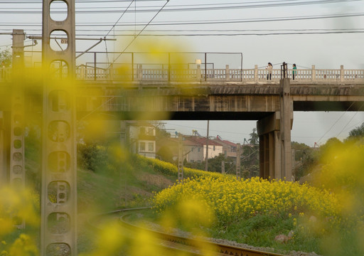 油菜花