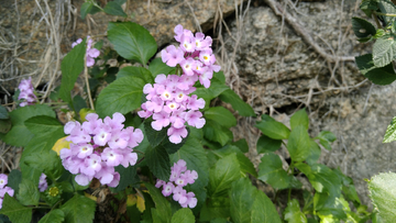 阳光下的花朵