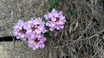 花朵马缨丹