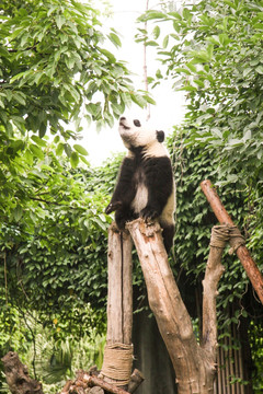 树上熊猫
