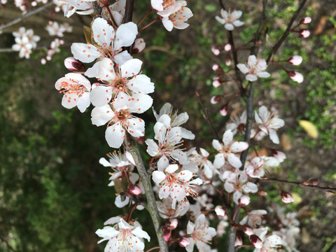 紫叶李花