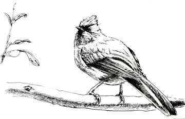 鳥