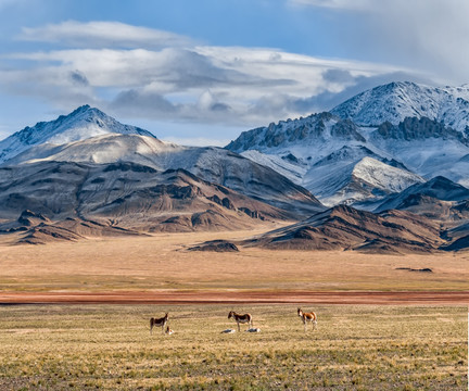 西藏阿里野生动物野驴
