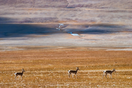 西藏野生动物白臀鹿