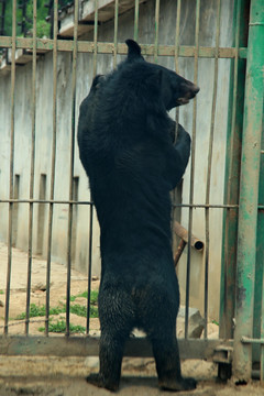 抓围栏站立的黑熊