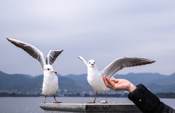 喂海鸥