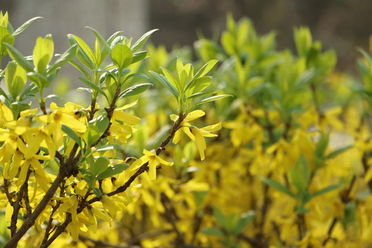 连翘植株