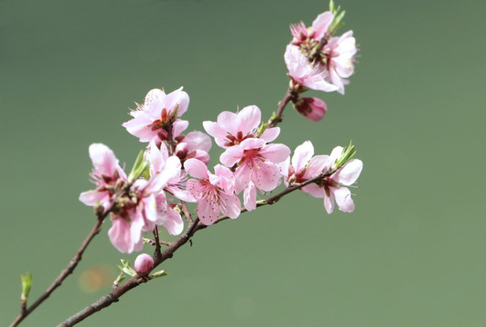 桃花盛开