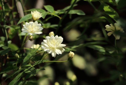 木香花