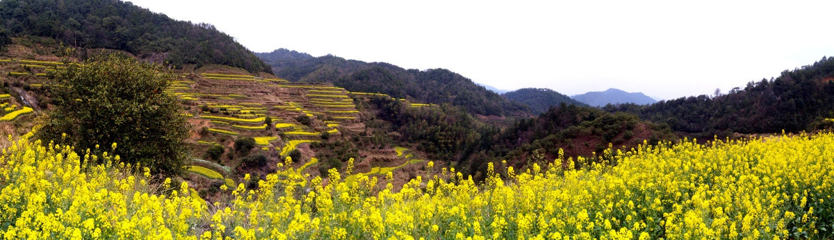 油菜花