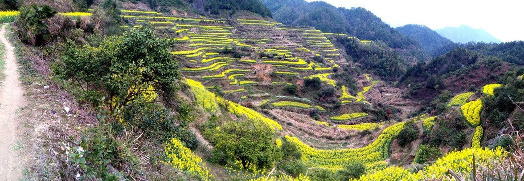 油菜花梯田