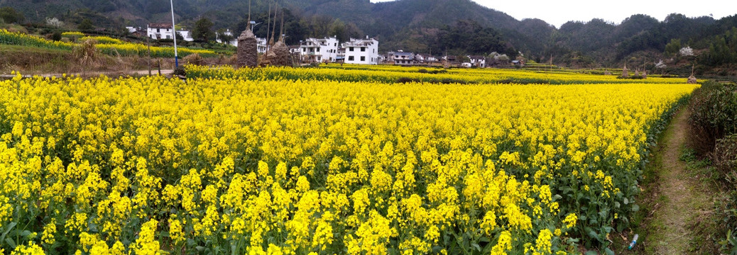 油菜花田