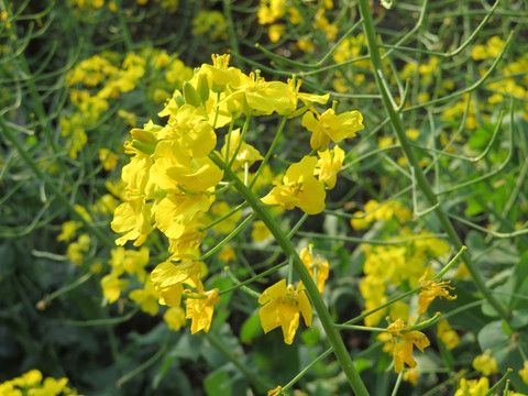 油菜花