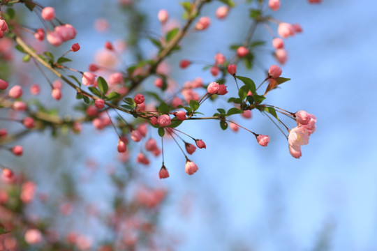 桃花