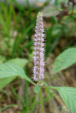 香薷 野香草