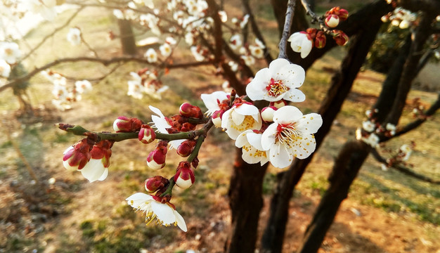 梅花