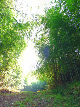 原生态竹林