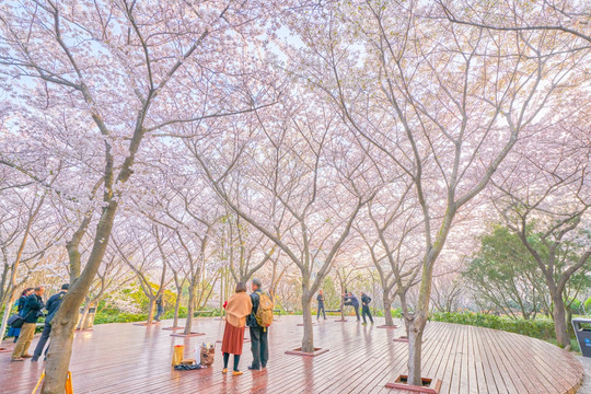 樱花 樱花林 高清大图