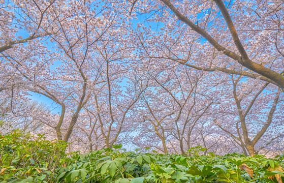 樱花 樱花林 高清大图