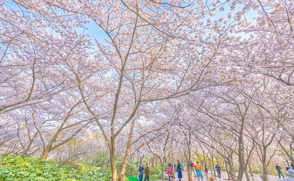 樱花 樱花林 高清大图