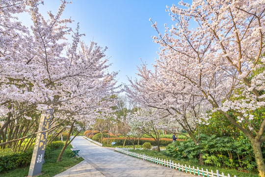 樱花 樱花树 高清大图