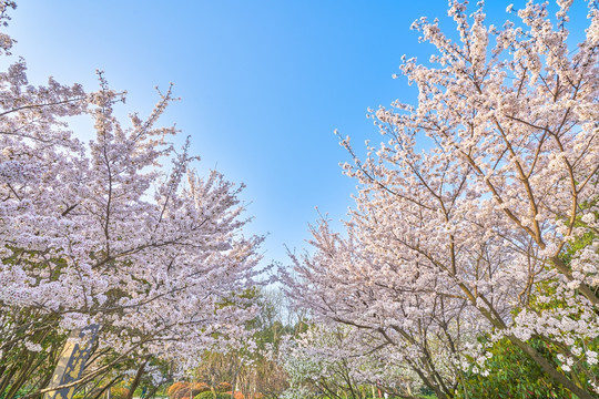 樱花 樱花林 高清大图