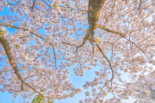 樱花 樱花林 高清大图