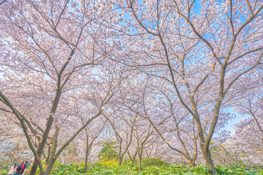 樱花 樱花林 高清大图